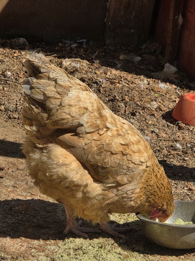 Hen on the farm